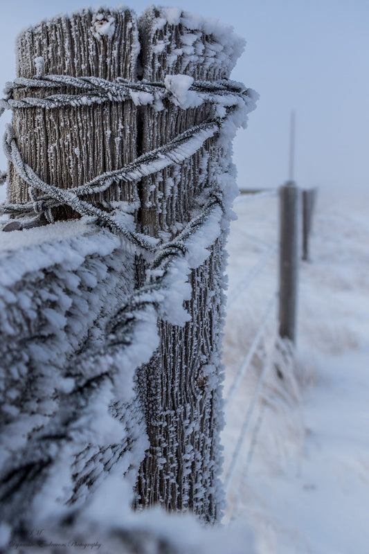 " A Simple Frosted Post " Photograph on Metal