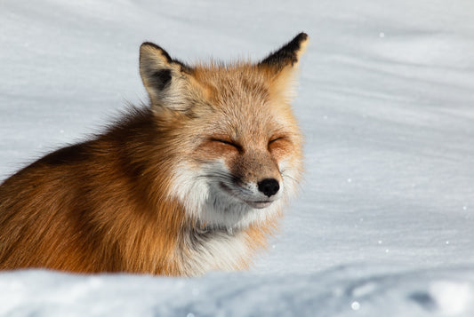 " Winter Nap " Fox Photograph Artist: Ashleigh Monaco  Red fox appears to be taking a nap while enjoying the sunshine and snow  You can almost see a smile on its face . Available in: Metal print,  lustre print, greeting cards and bookmarks