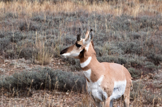 " Pronghorn and Sage " Photograph