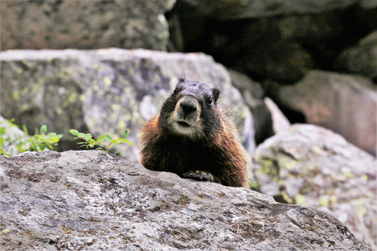 Photograph Print- "Peeking Marmot"