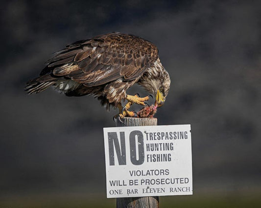 Photo Print - "Above The Law" Eagle