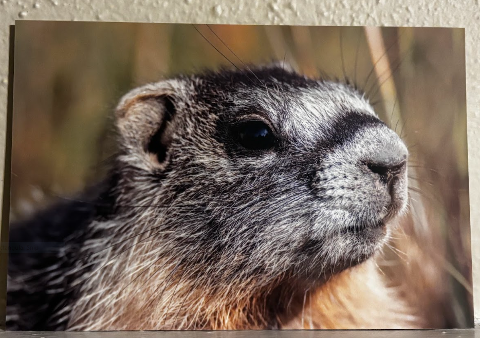 Postcard- Photos- Wyoming Wildlife and Scenery