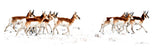 Pronghorn South of Laramie print