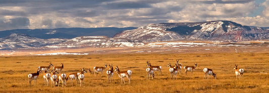 Pronghorn And Red Mountain Photographer: Susan David  Herd of pronghorn stand in the prairie  Red Mountain, just west of Laramie, is in the background  Snow is in mountains and the grasses are yellow during winter  Panoramic view. The iconic white butts of the Pronghorn is generally what is seen, as they are a flight animal, the fastest in North America.