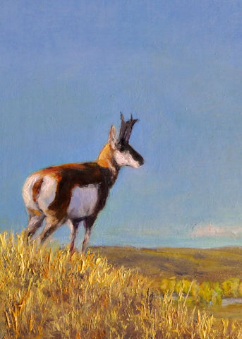 " Antelope Buck on a Hill " Greeting Card