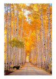 Aspen Alley is a trail through aspen trees in the Sierra Madre Mountain Range  The full golden glory of aspen trees in the fall. 5x7 greeting card