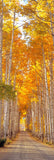print used for the 4x9 greeting cards as well as the bookmark