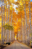 Aspen Alley is a trail through aspen trees in the Sierra Madre Mountain Range  The full golden glory of aspen trees in the fall. Print