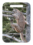 Big Feet -- "Don't Help! "- Mountain Lion Photographer: Jo Ann Ziegler ID Luggage Tag:  The bob tailed, tufted eared Canadian Lynx is a beaut  Extremely rare   Protected in Wyoming  Hard Plastic tag measures 2 3/4" X 4"  Clear PVC strap included  ID tags: use on your luggage, backpack, yoga bag, instrument case, anywhere you need to find your pack quickly  Photos are property of the Artist