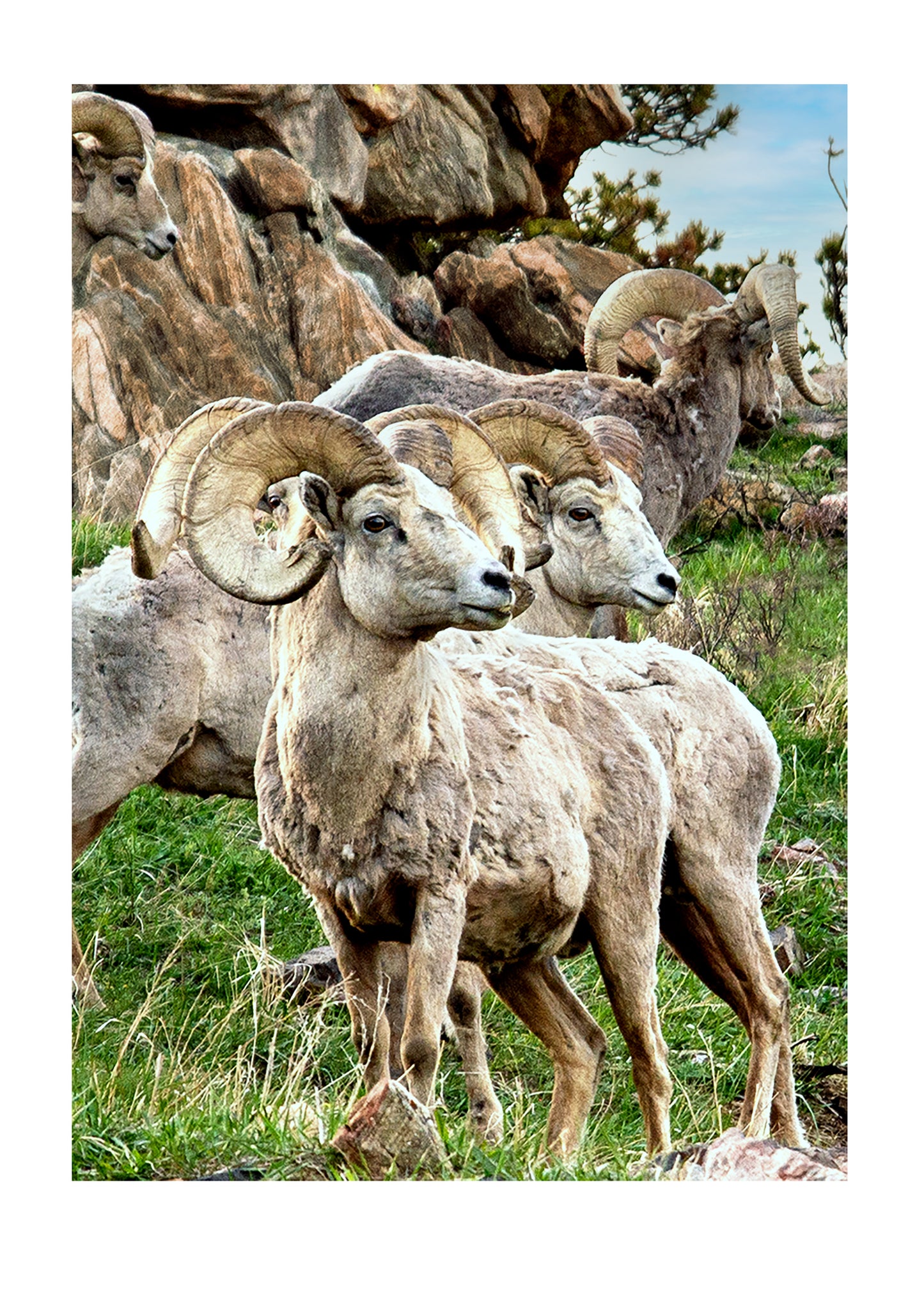 Greeting Card- Big Horn Sheep in Palmer Canyon Area