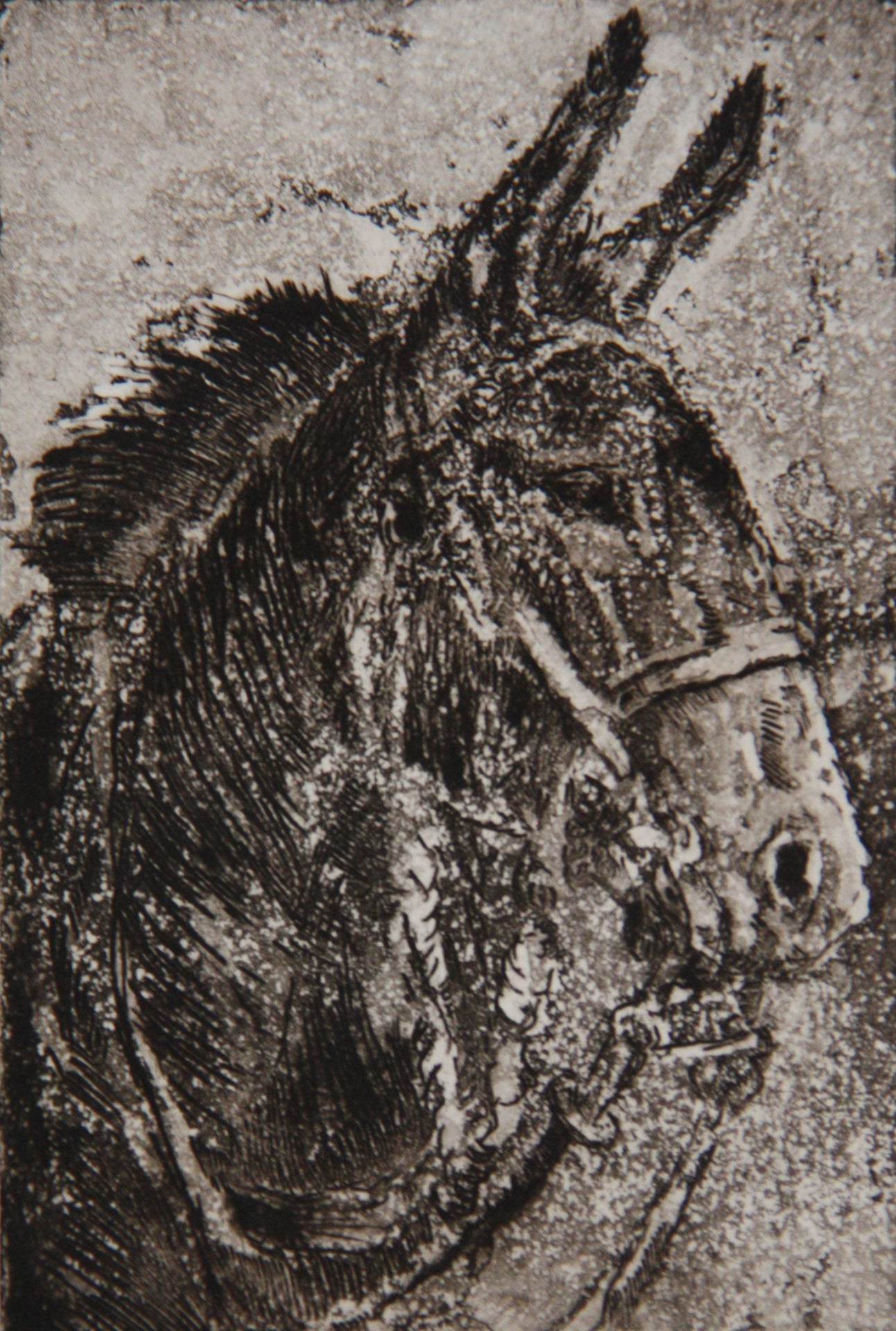 " Blossum " The Mule Framed Intaglio and Aquatint Etching