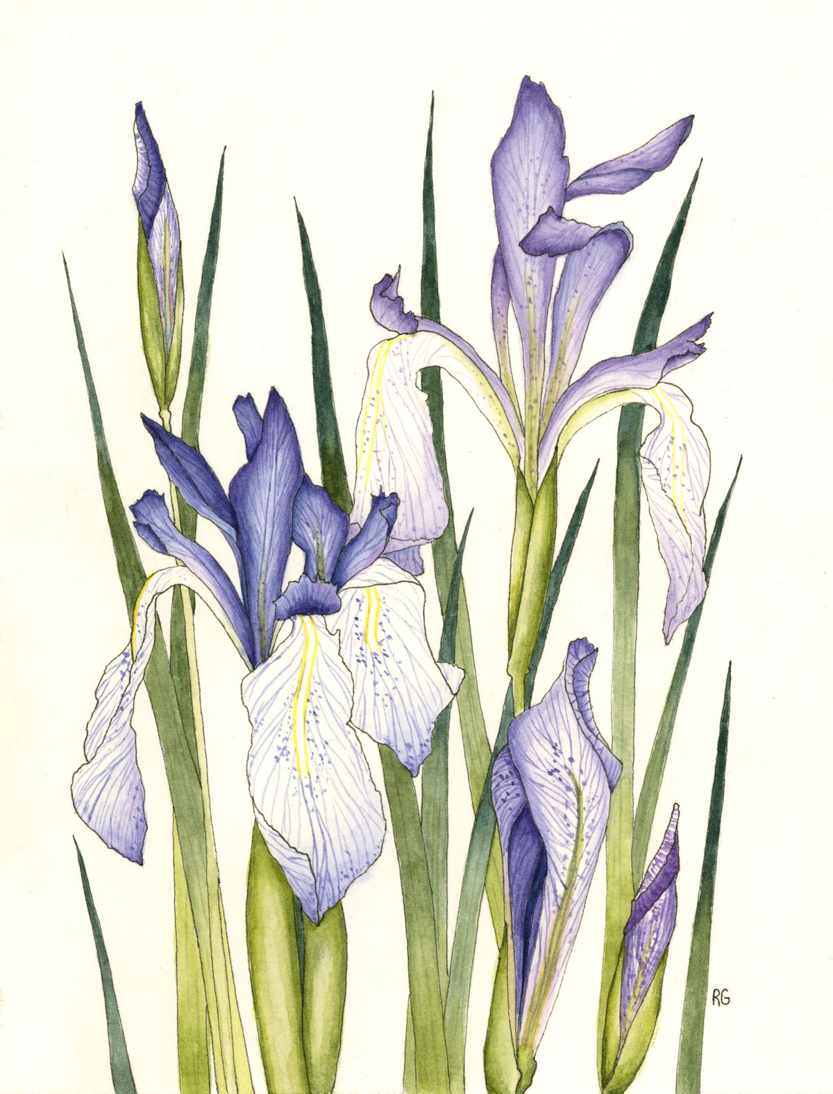 Watercolor Print- "Blue Flags"