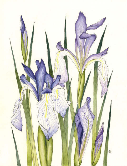 Watercolor Print- "Blue Flags"
