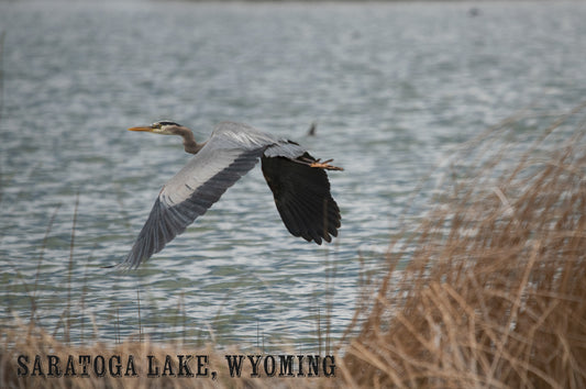 Post Card - " Silent Passage " Great Blue Heron