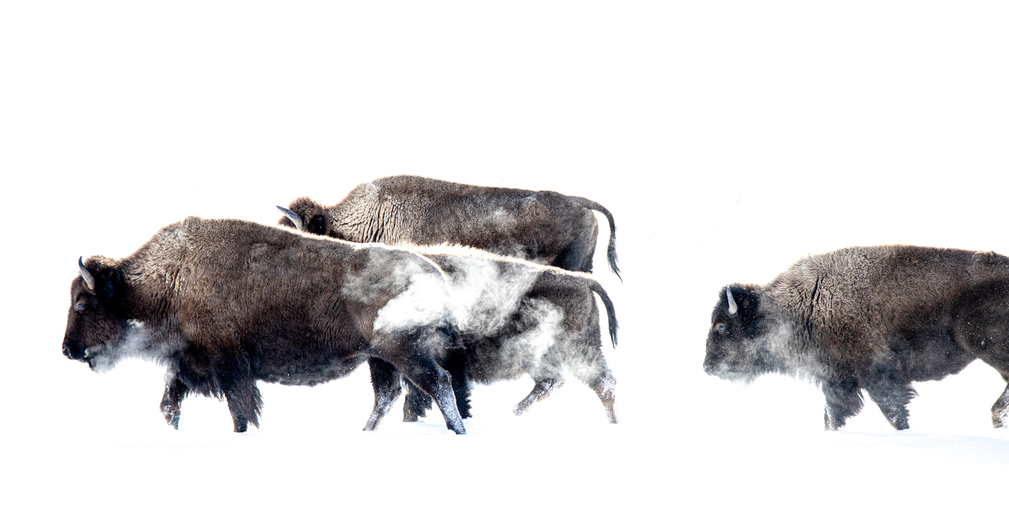 Metal Photograph- " Breath of the Wild " Bison