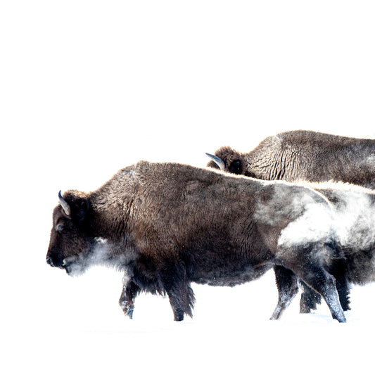 Metal Photograph- " Breath of the Wild " Bison