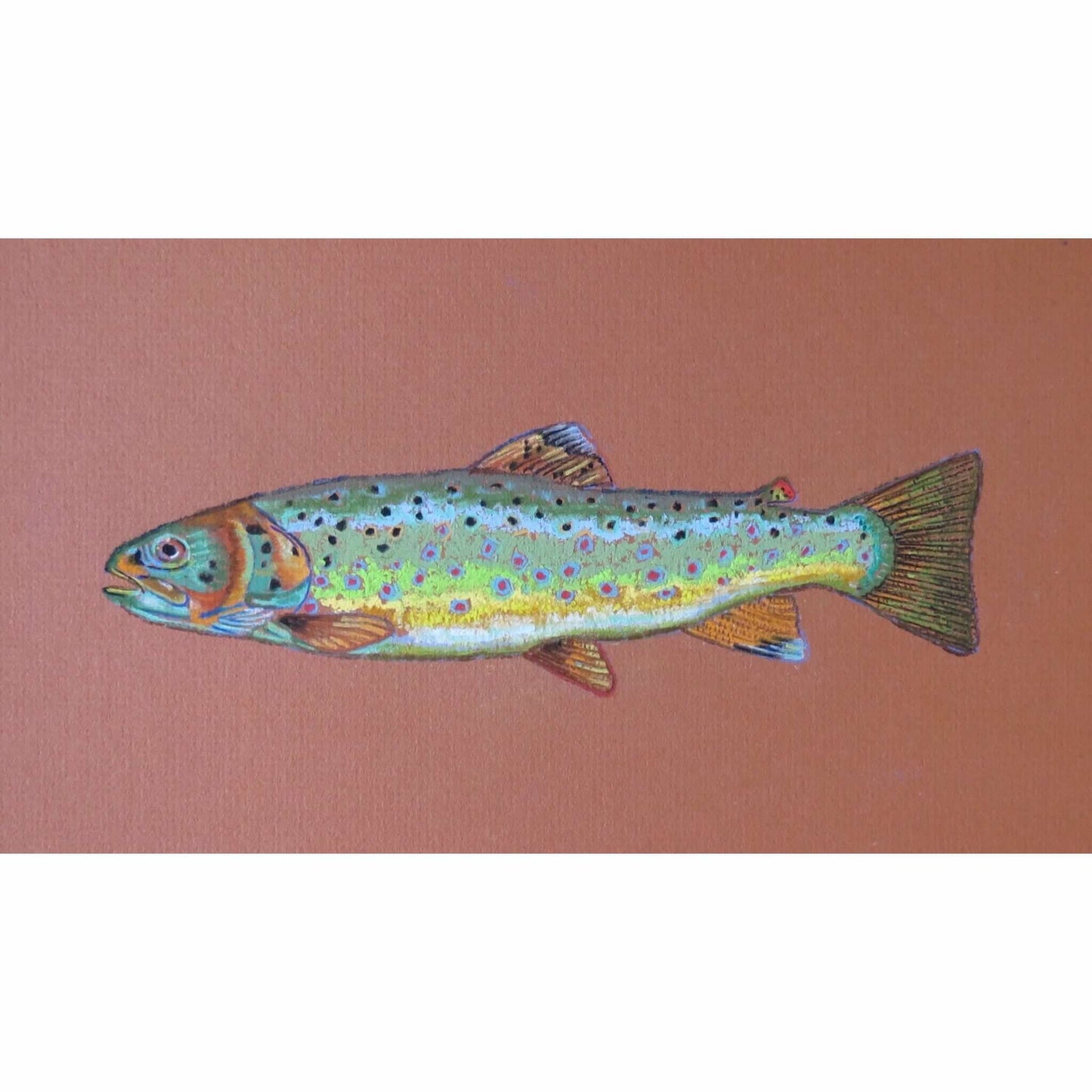 Card Pack- Set of 4 -Assorted Trout -Fish