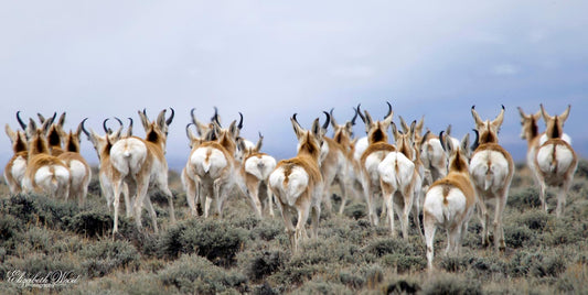 " Butt Seriously " Pronghorn Butt Print Photographer: Elizabeth Wood  Color photo of Pronghorn butts  20" long x 10" high x 1/8" wide  The pronghorn antelope is the fastest land mammal in North America.  It is said it can reach speeds of 50+ mph.  It is also stated that there are three times as many pronghorn in Wyoming as we have people!  Mounted on black polystyrene board  Ready for a frame, or to display on an easel