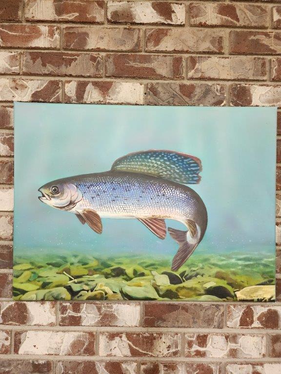 Original Framed Canvas Painting- Wyoming Artic Grayling Fish