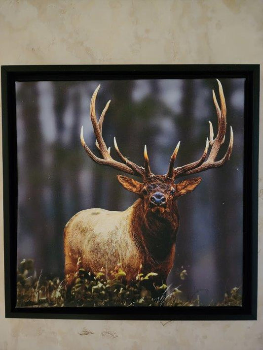 Framed Giclee Canvas Print - Elk