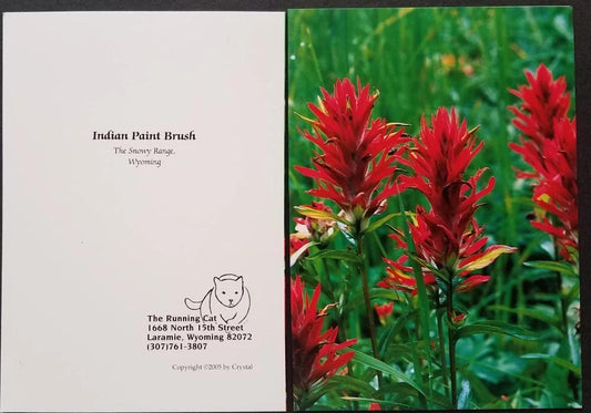 Indian Paintbrush is Wyoming's State Flower  Photograph was taken in the Snowy Range Mountains near Laramie Wyoming  Full color photo as the front of the card  Blank inside   Envelope included  4" wide x 6" tall x 1/16 deep    Beautiful card that would look good in a frame as well