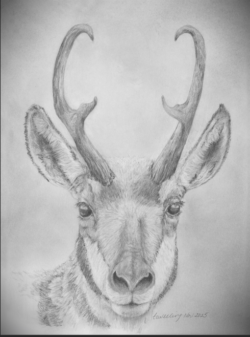 Graphite Pencil Print- "Velvet Eyes" Pronghorn