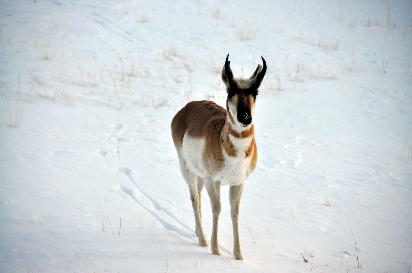"Curious Little Buck " Greeting Card Photographer: Renee Laegreid  Blank card with envelope  Photograph of a young pronghorn buck antelope standing in snow   5" long x 7" high   Photograph was taken by the artist   Artist photograph and information on the back of the card