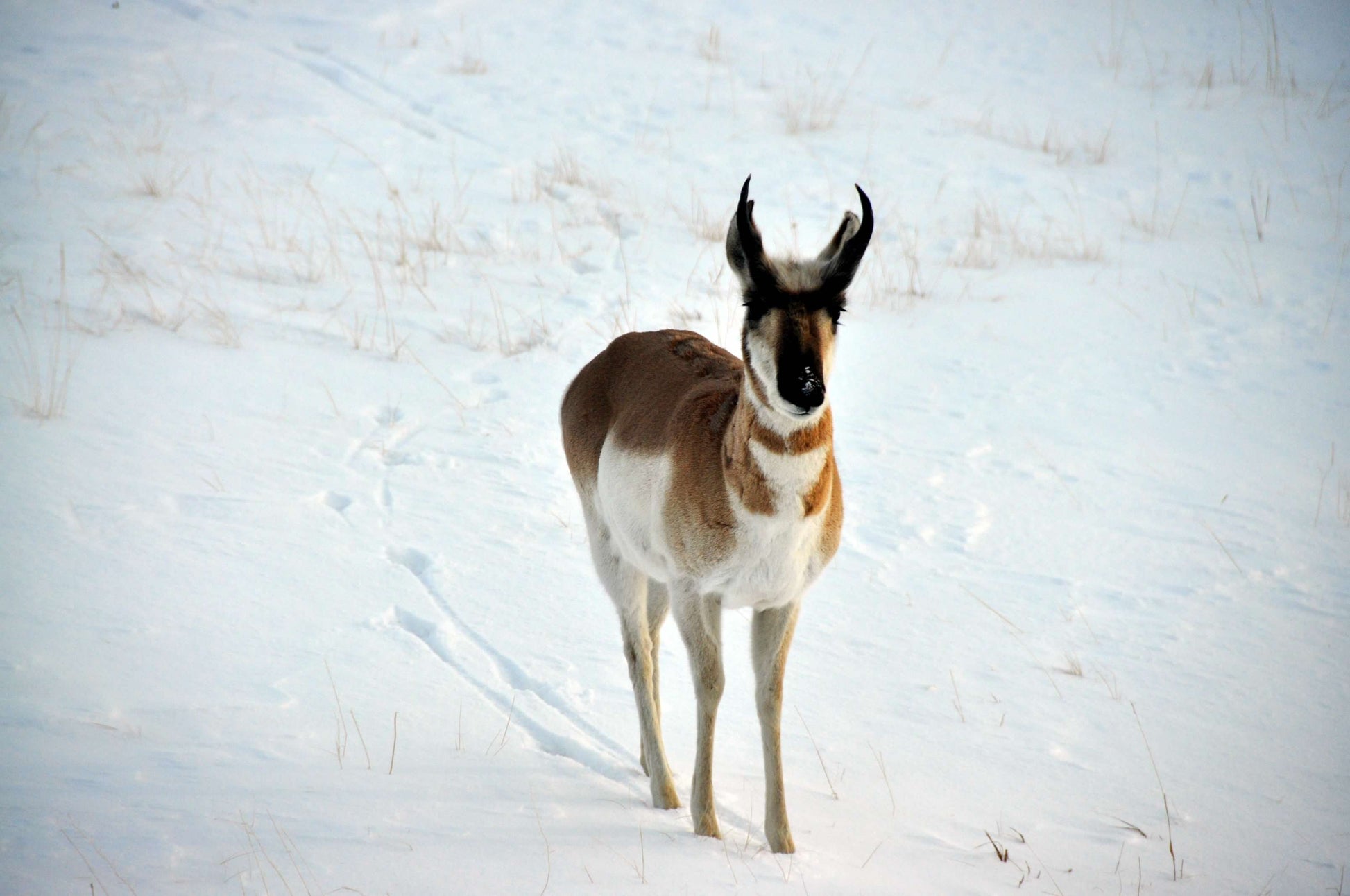 "Curious Little Buck " Greeting Card Photographer: Renee Laegreid  Blank card with envelope  Photograph of a young pronghorn buck antelope standing in snow   5" long x 7" high   Photograph was taken by the artist   Artist photograph and information on the back of the card