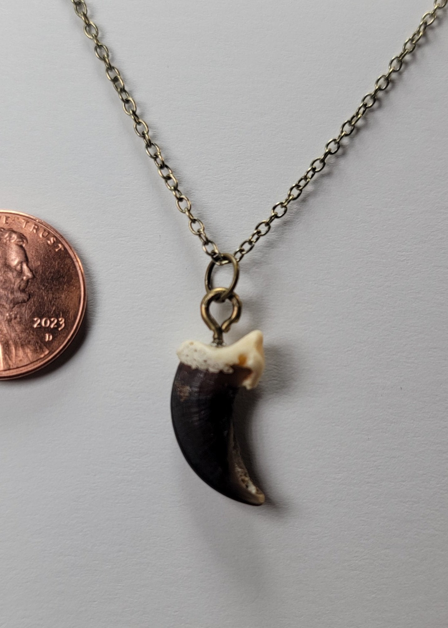 Coyote Claw Necklace