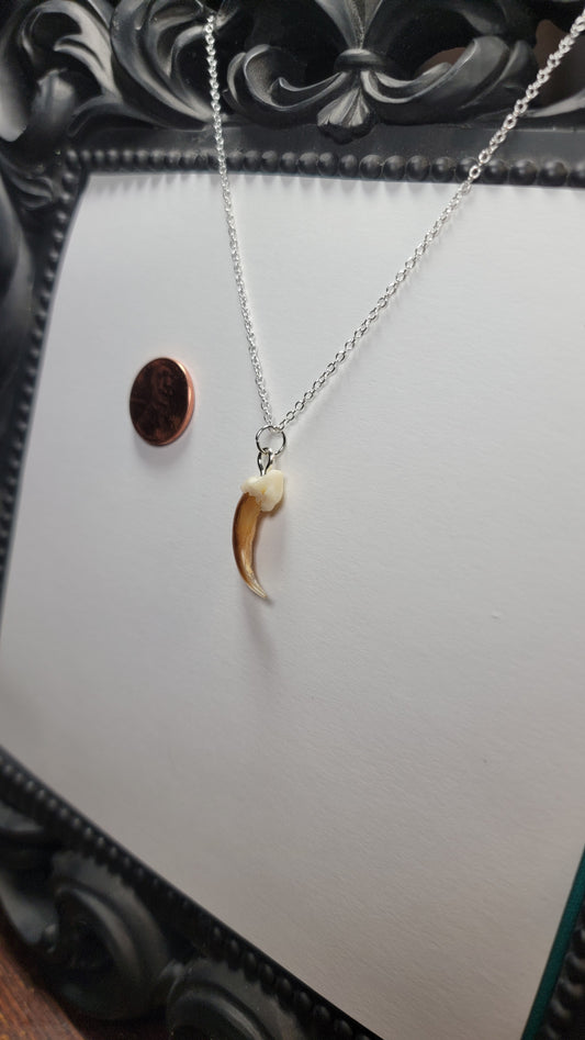 Necklace- Bear Tooth