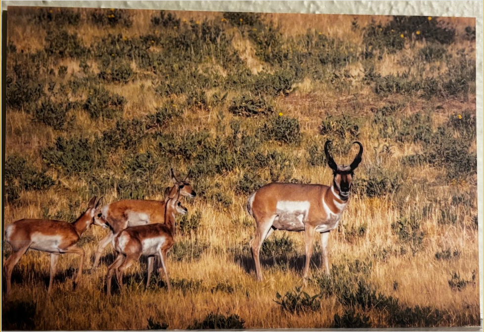 Postcard- Photos- Wyoming Wildlife and Scenery