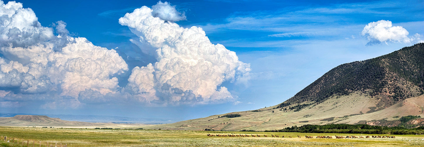 Photographer: Susan David  Printed with pigment ink on metallic paper  A herd of elk stand below Sheep Mountain just West of Laramie Wyoming  Sheep Mountain, elevation 9650 feet, is in Albany County, Wyoming. Elk, deer, mountain lions, coyotes and bobcats live on the 10 mile long and 3 to 4 mile wide mountain  To the left is Table Mountain and the Centennial Valley  This image, of the northern end of Sheep Mountain, was shot from east of Centennial along WYO 130, also known as Snowy Range Road