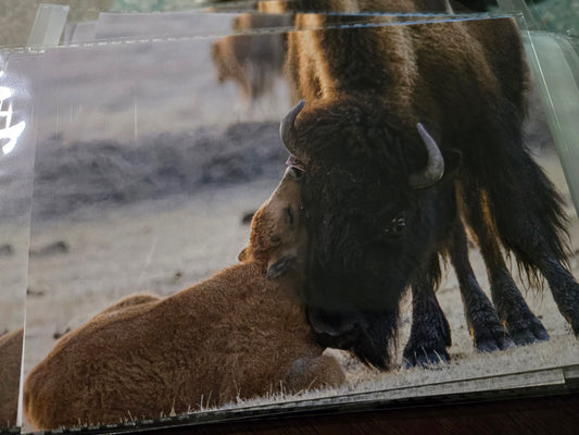 Greeting Card- "Happy Mother's Day" Bison