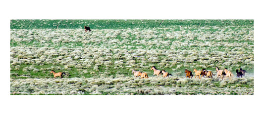 Wyoming Wild Horses in Sage Brush Bookmark