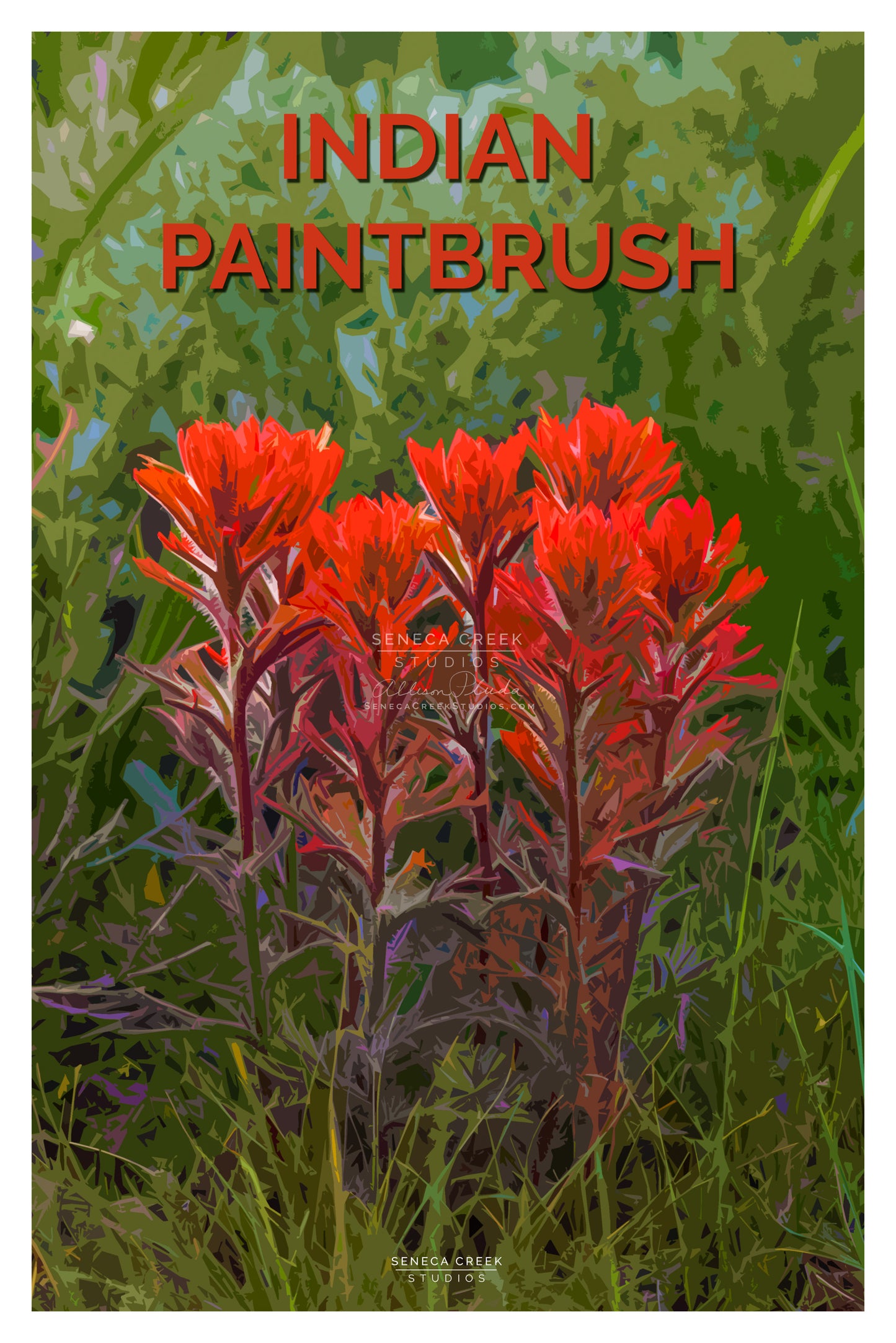 Indian Paintbrush Poster