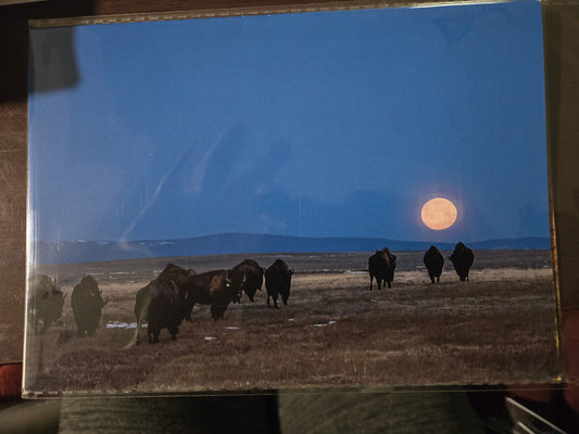 Greeting Card- "Into The Moonset" Bison