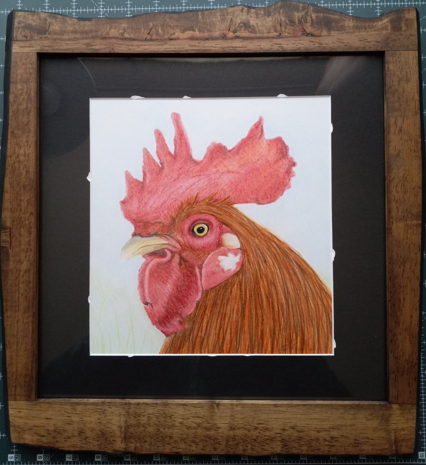" Rooster" Original Pencil