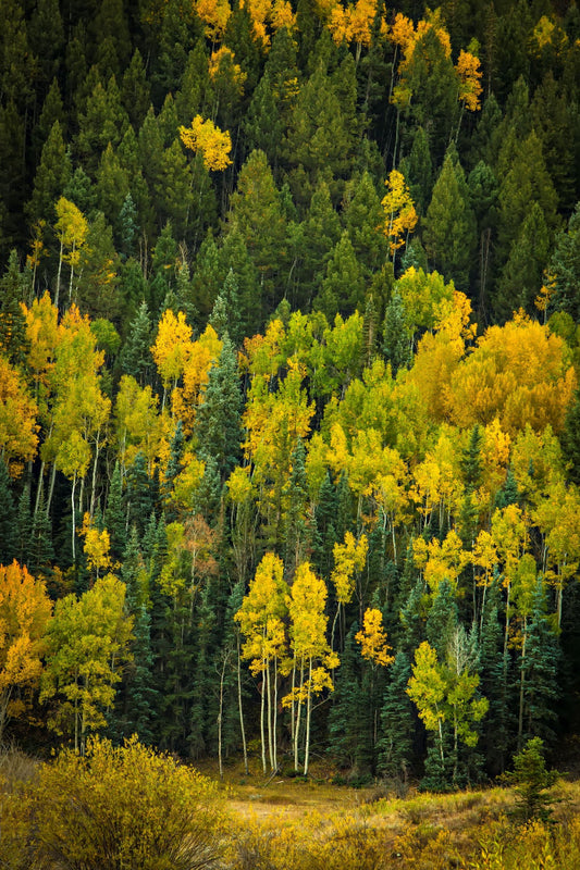 aspen trees changing colors to a bright yellow in a forest in the San Juan Mountains of Colorado