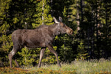 Young Moose walking through the forests of the Snowy Range Mountains, canvas photograph