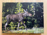 " Medicine Bow Mountain Moose " Photograph