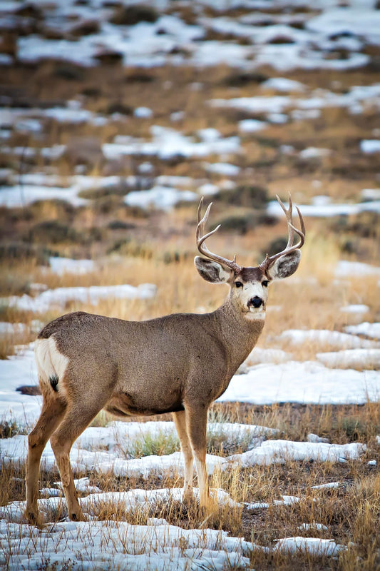 " Mule Deer Buck " Framed Photo