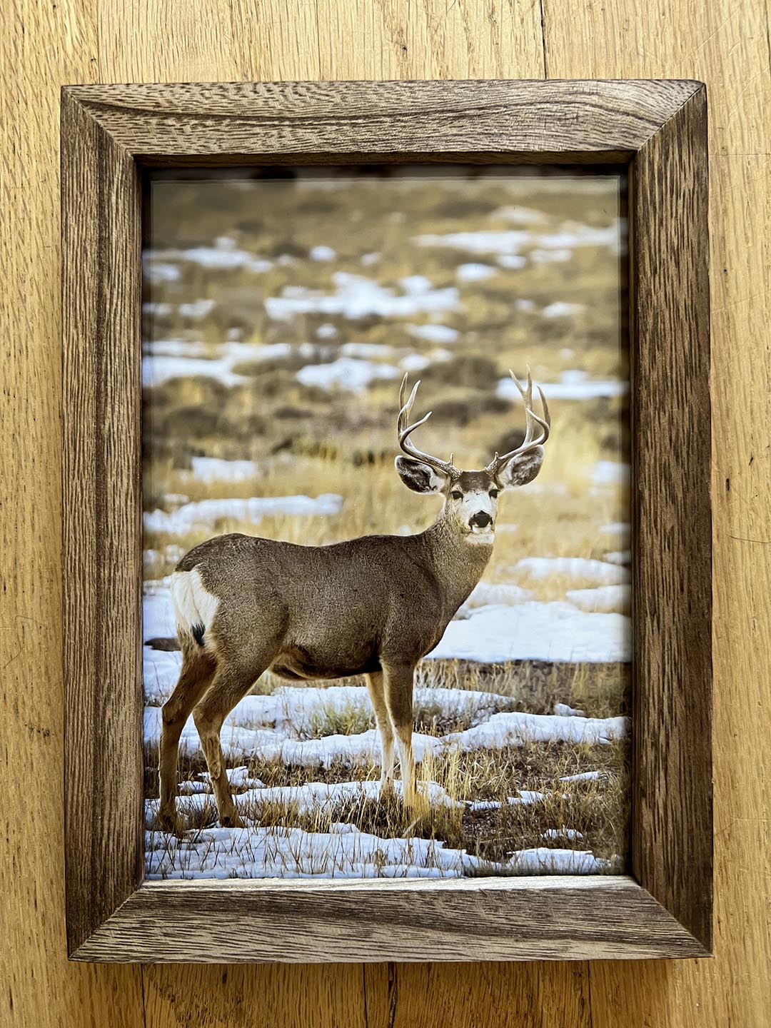 " Mule Deer Buck " Photograph