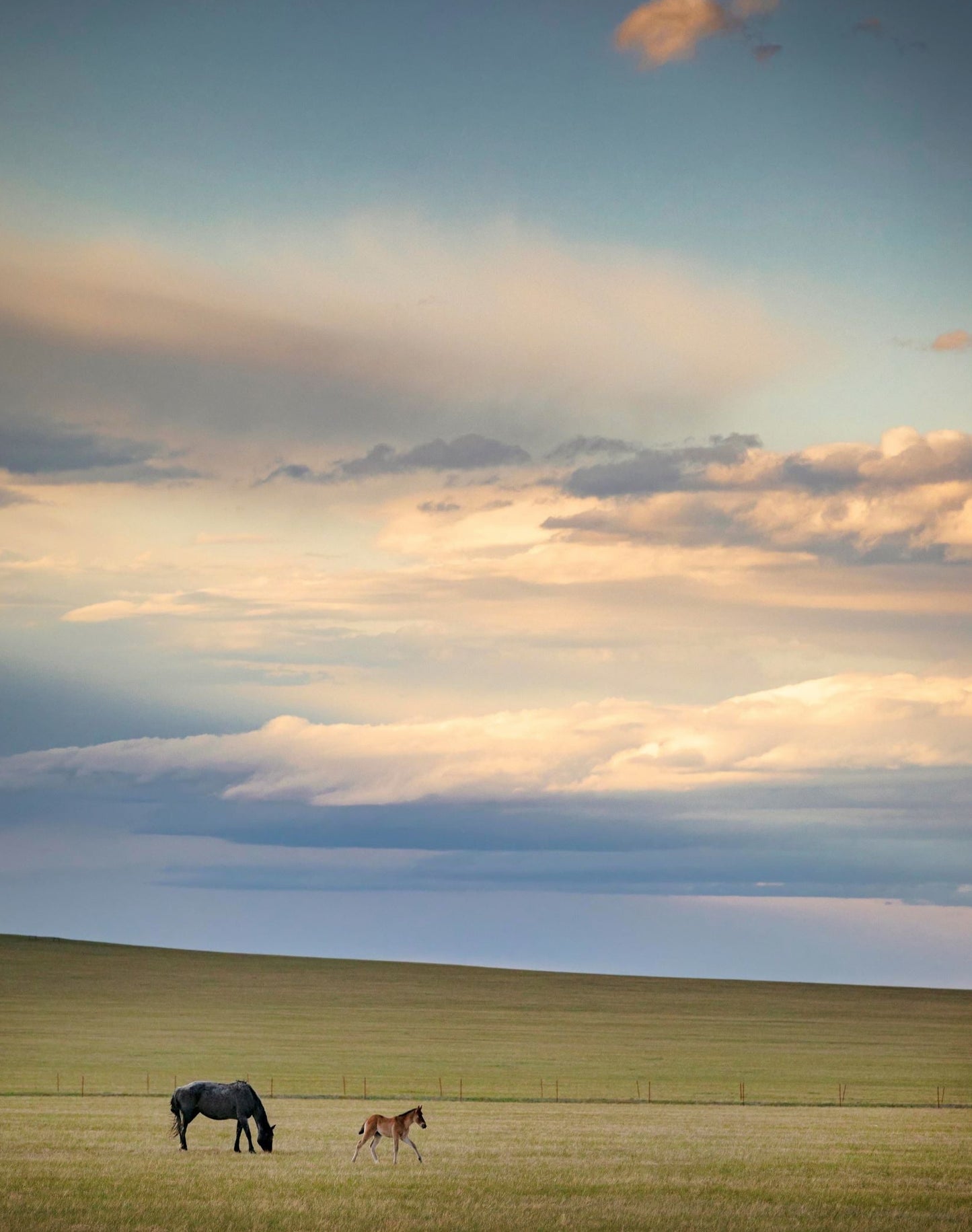 <h1>" Laramie Valley Springtime " Lustre Print<br></h1> <h2>Photographer: Kyle Spradley</h2> <p>An early Spring Sunset of a mare and foal in the Laramie Valley</p> <p>The foal explores under the Big Wyoming sky and colors of the setting sun</p> <p>8" long x 10" high</p> <p>The print comes with a black mat on the back with a protective sleeve It is ready for you to frame