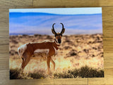 " Red Desert Antelope " Photograph