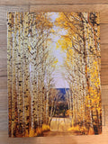 " Aspen Alley " Photograph