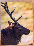 " Bull Elk Profile " Photograph