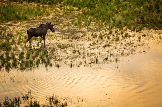 Young bull moose walking through a flooded marsh on a summer morning in Wyoming  The print comes with a black mat on the back with a protective sleeve  It is ready for you to frame  5" long x 7" high print