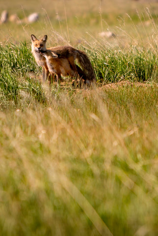 " Fox Kit and Mom " Photograph