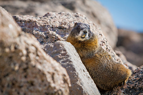 " Mountain Marmot " Photograph