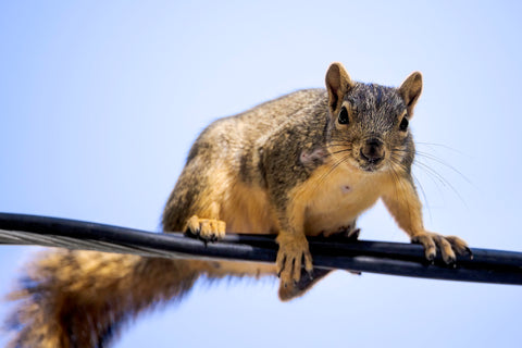 " Squirrel On A Line " Lustre Print